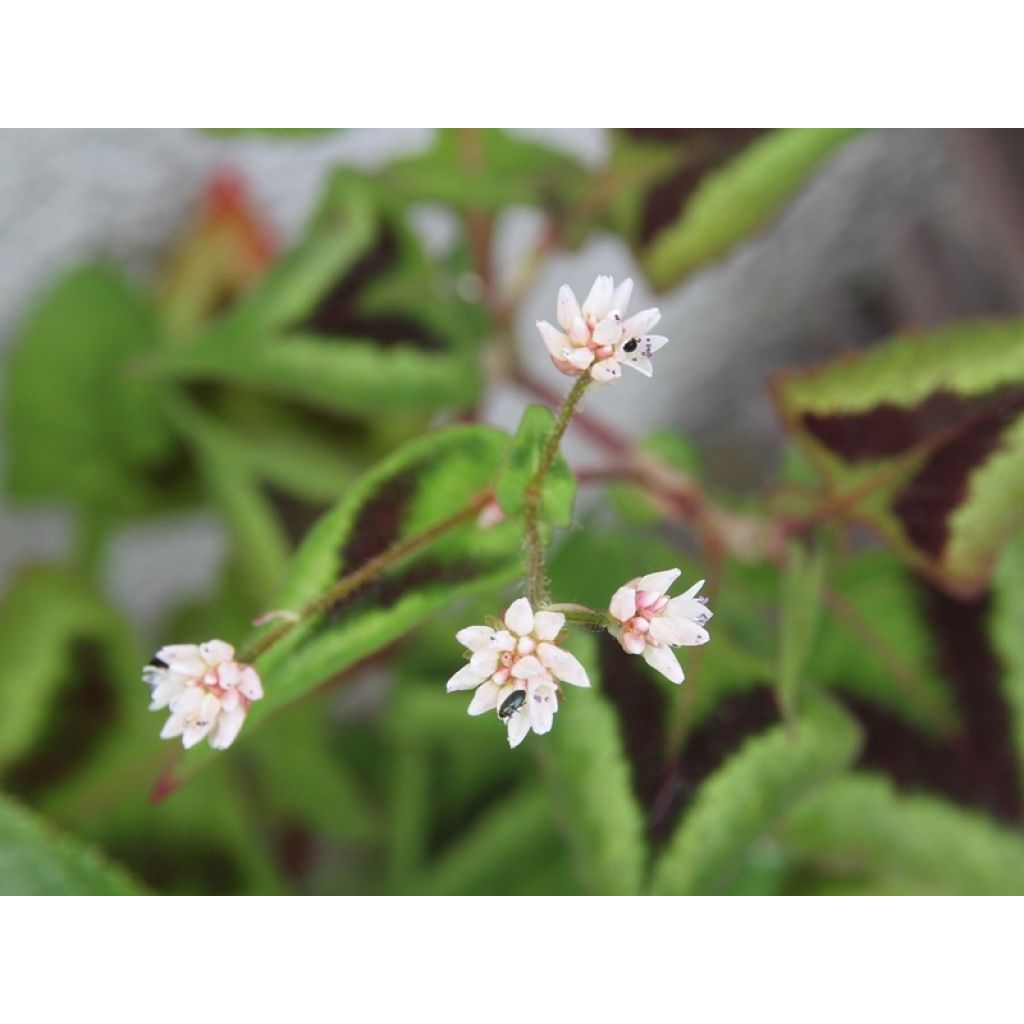 Discrète floraison blanc rosé en juin