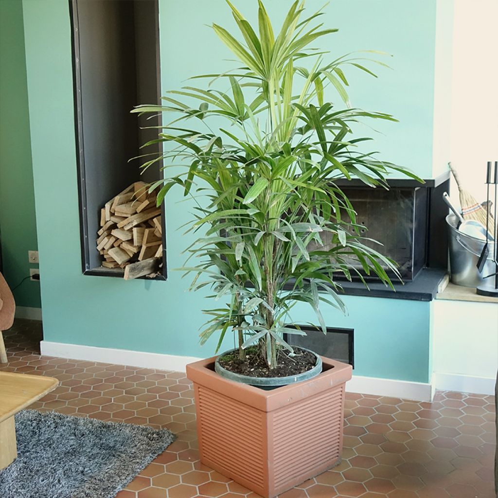 Rhapis excelsa - Palmier bambou
