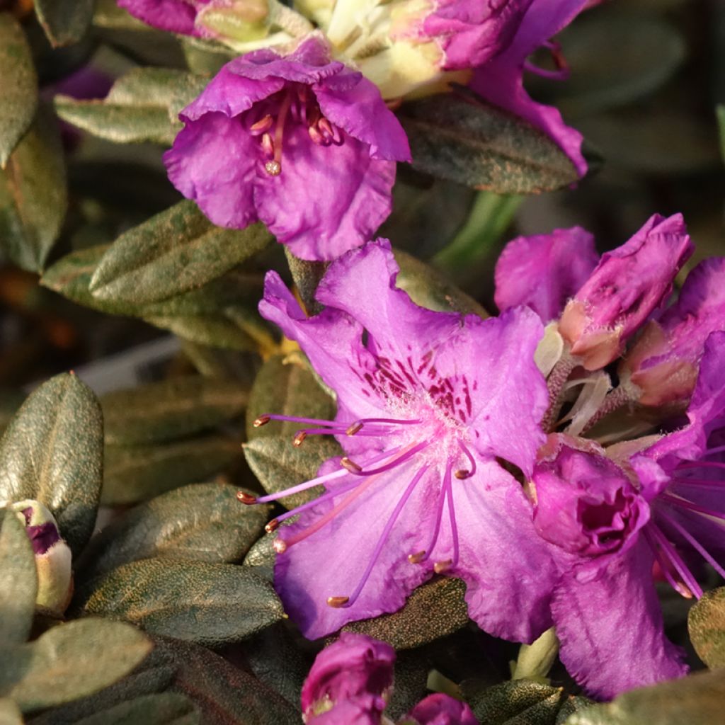 Rhododendron Lilly Bell Magic - Rhododendron nain