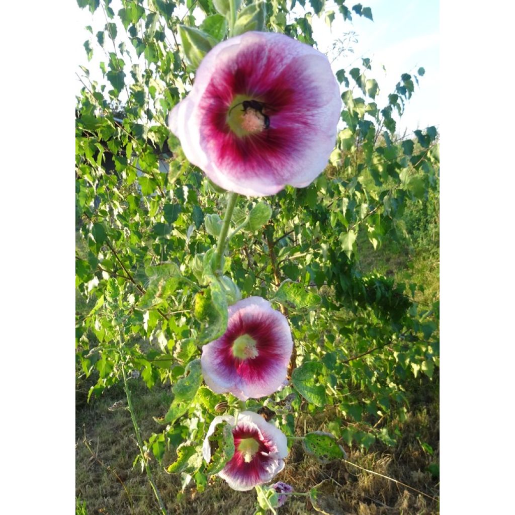 Graines de Rose trémière Crème de cassis - Alcea rosea