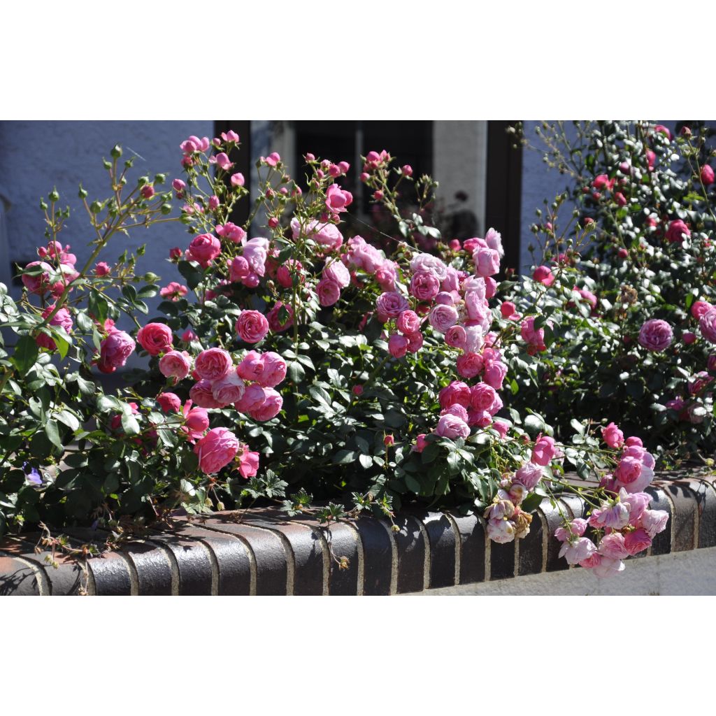 Rosier à fleurs groupées Pomponella