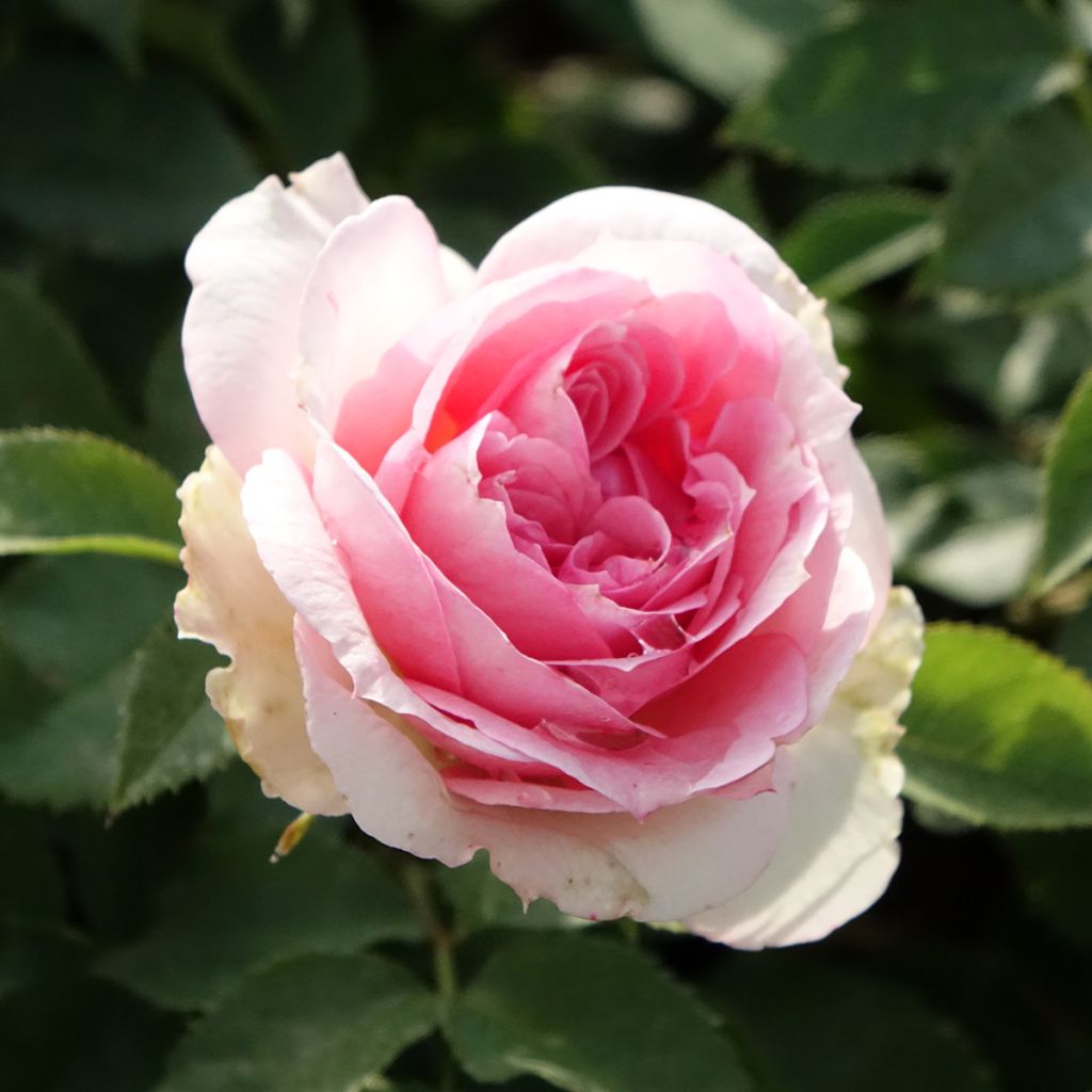 Rosier à fleurs groupées Sophia Romantica 