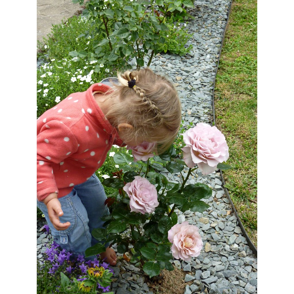 Rosier à grandes fleurs Blue Girl 