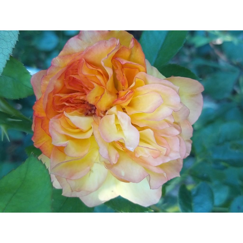 Rosier à grandes fleurs Henri Delbard