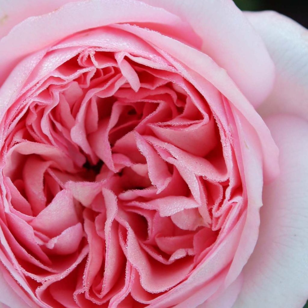 Rosier à grandes fleurs Les Années Folles Bobino