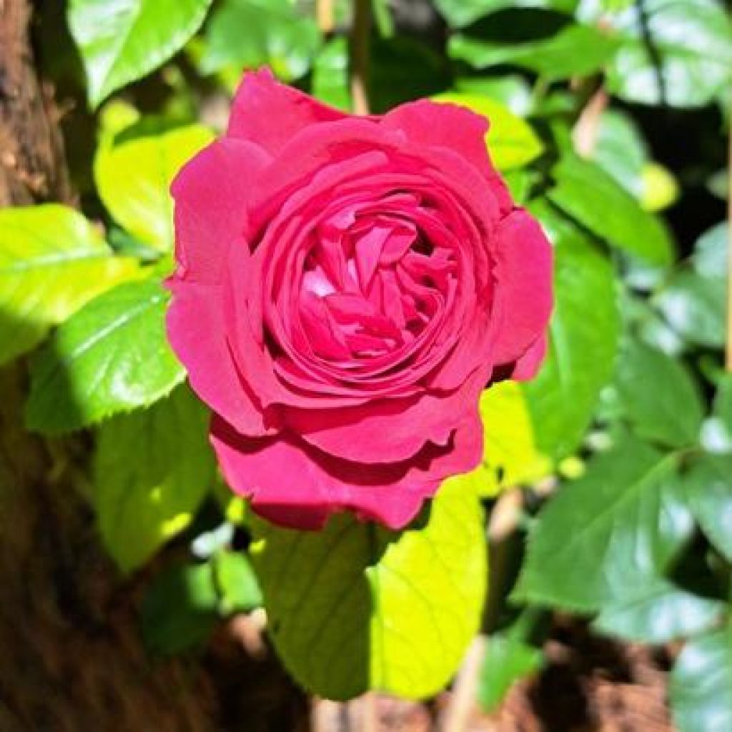 Rosier à grandes fleurs Rose Clos Vougeot