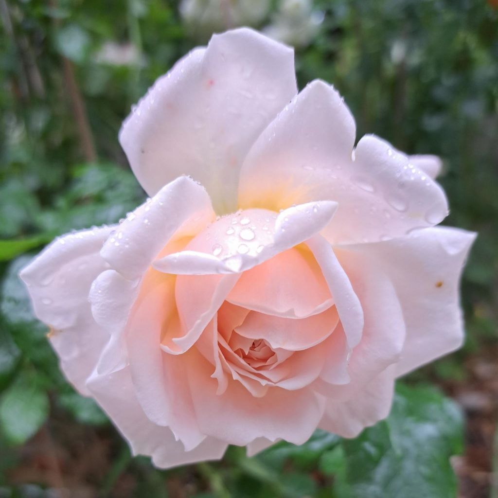 Rosier à massif Cremosa