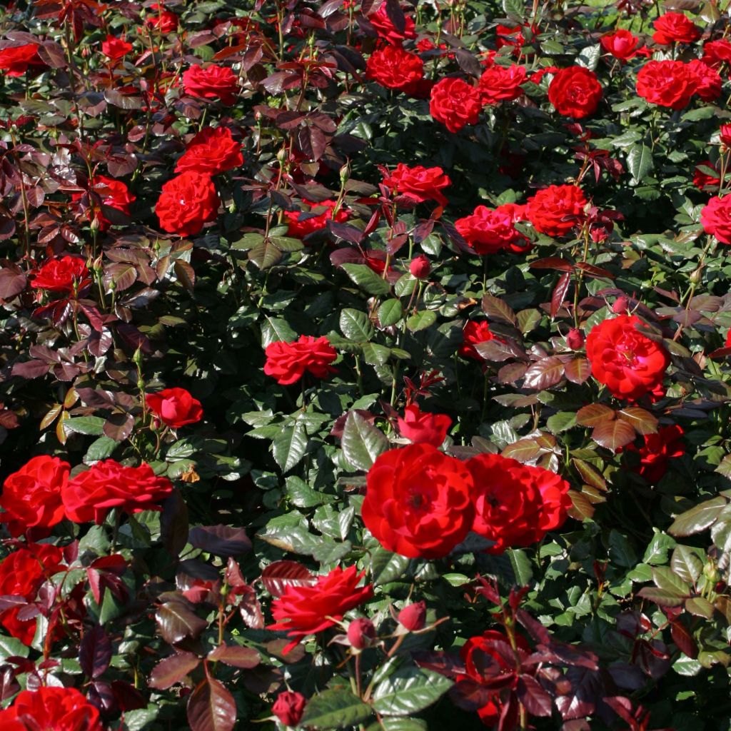 Rosier à massif The Times (Mariandel)