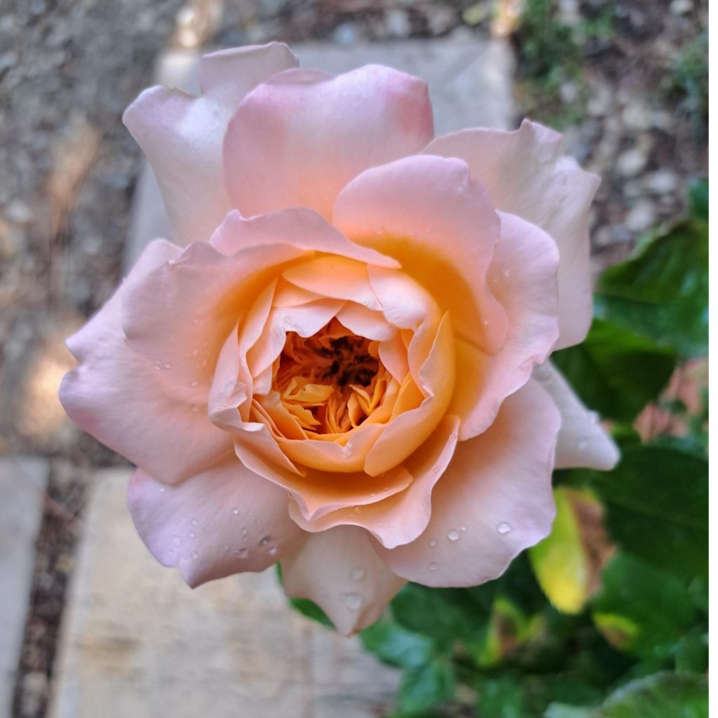 Rosier anglais English Legend King Arthur