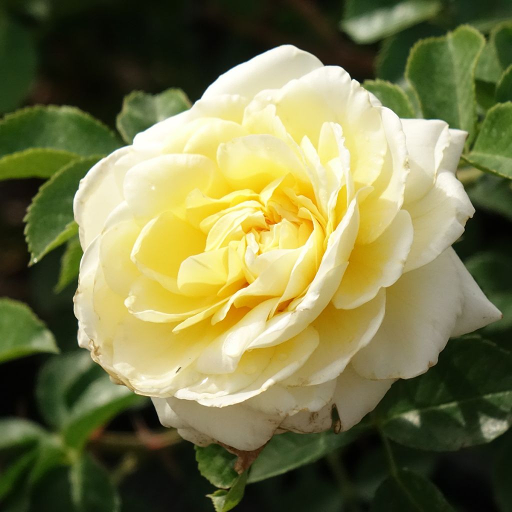 Rosier arbustif Nadia Meillandecor