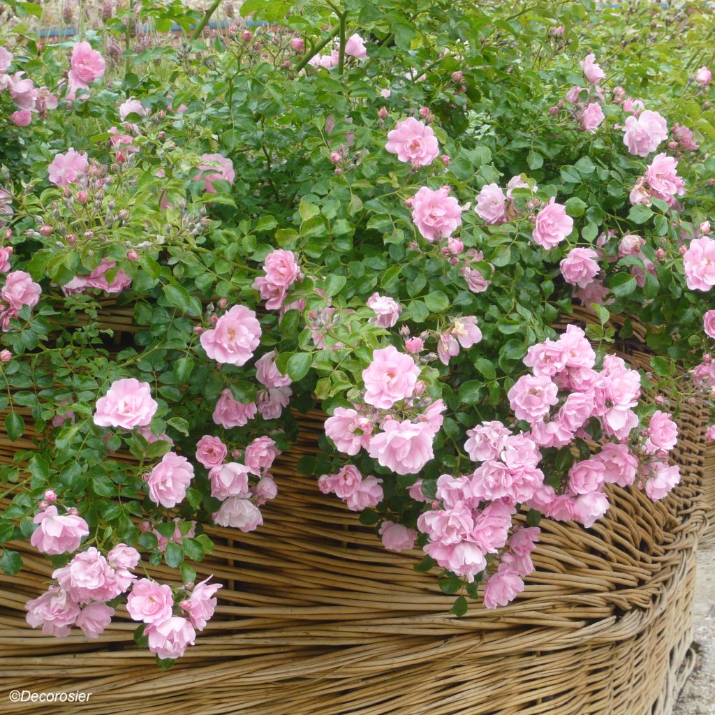 Rosier Décorosiers Mareva