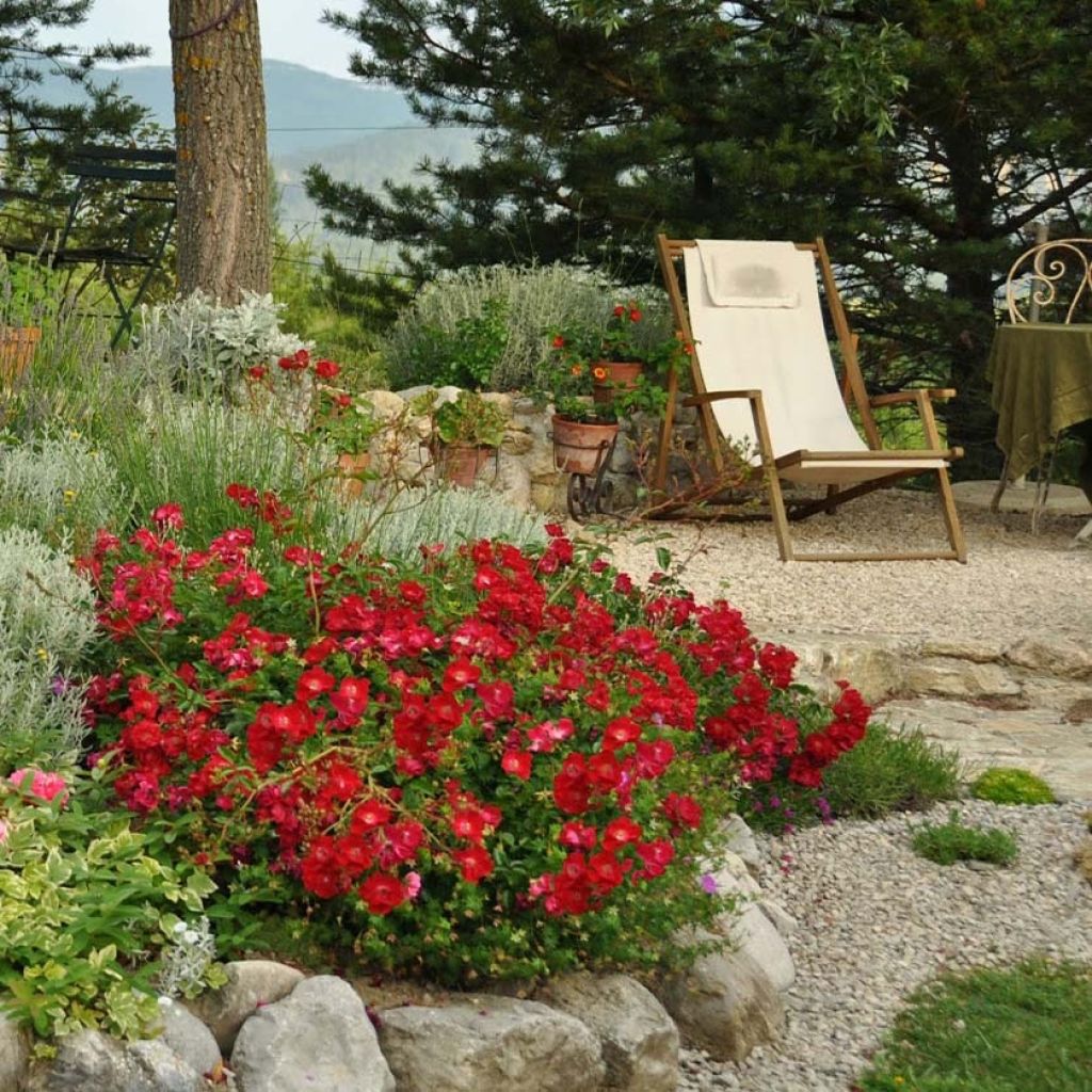 Rosier Décorosiers Vesuvia