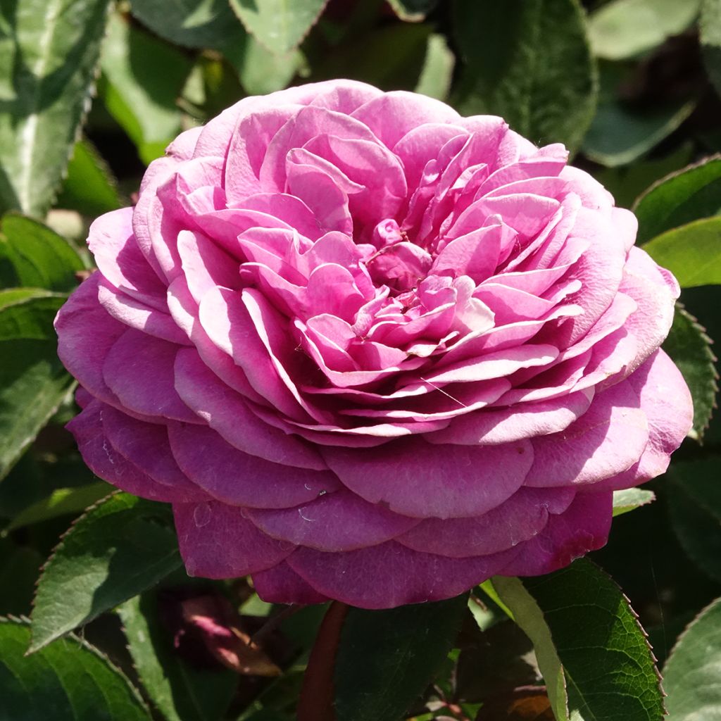 Rosier fleurs groupées Heidi Klum 