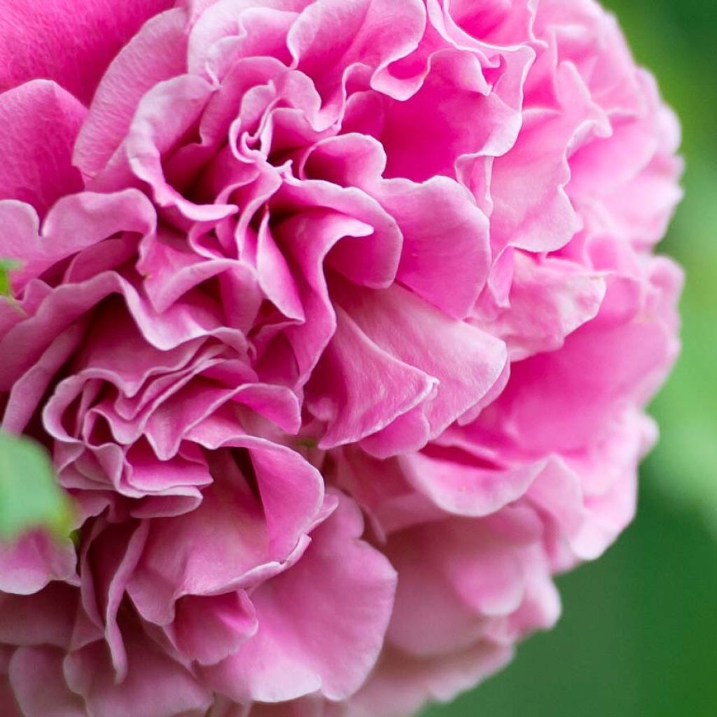 Rosier Generosa Agnès Schilliger