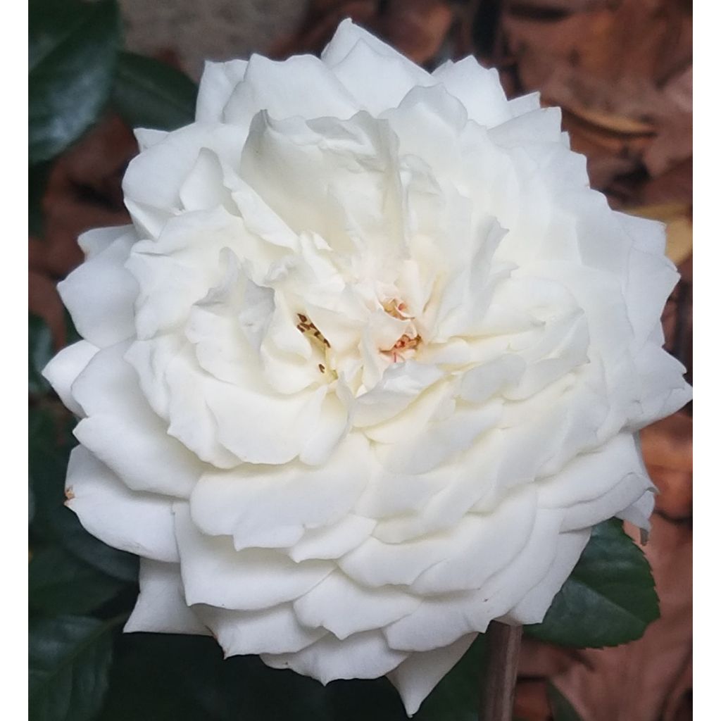 Rosier grimpant Alaska 