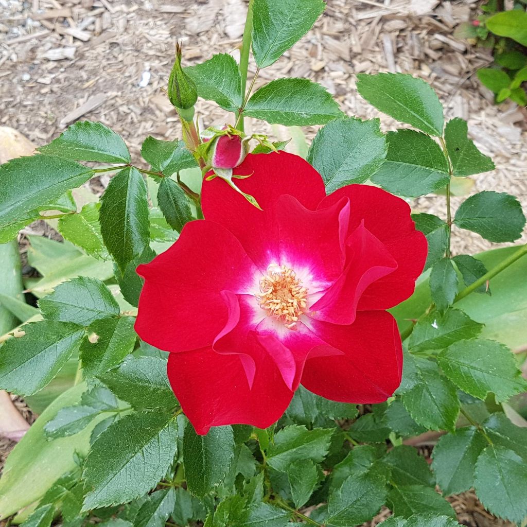 Rosier grimpant Dortmund