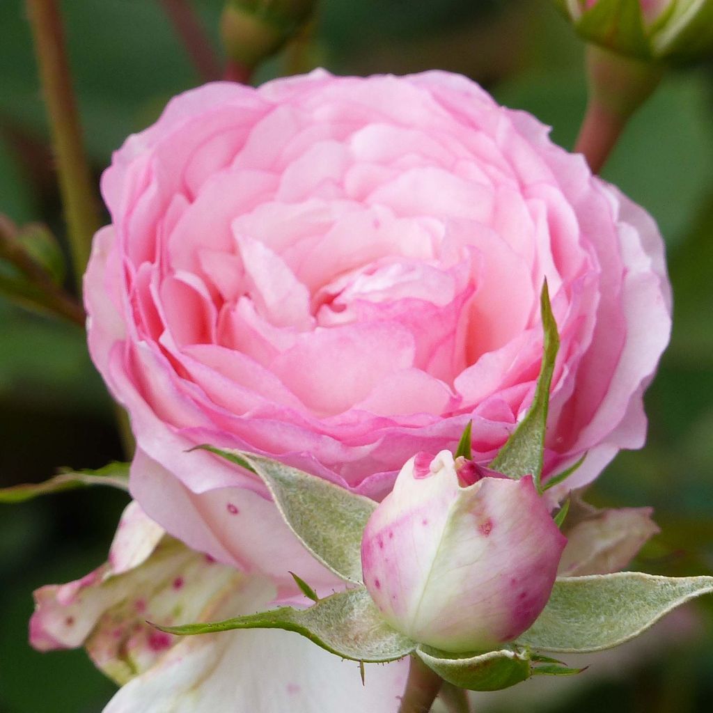 Rosier grimpant Mini Pierre de Ronsard - Mini Eden Rose