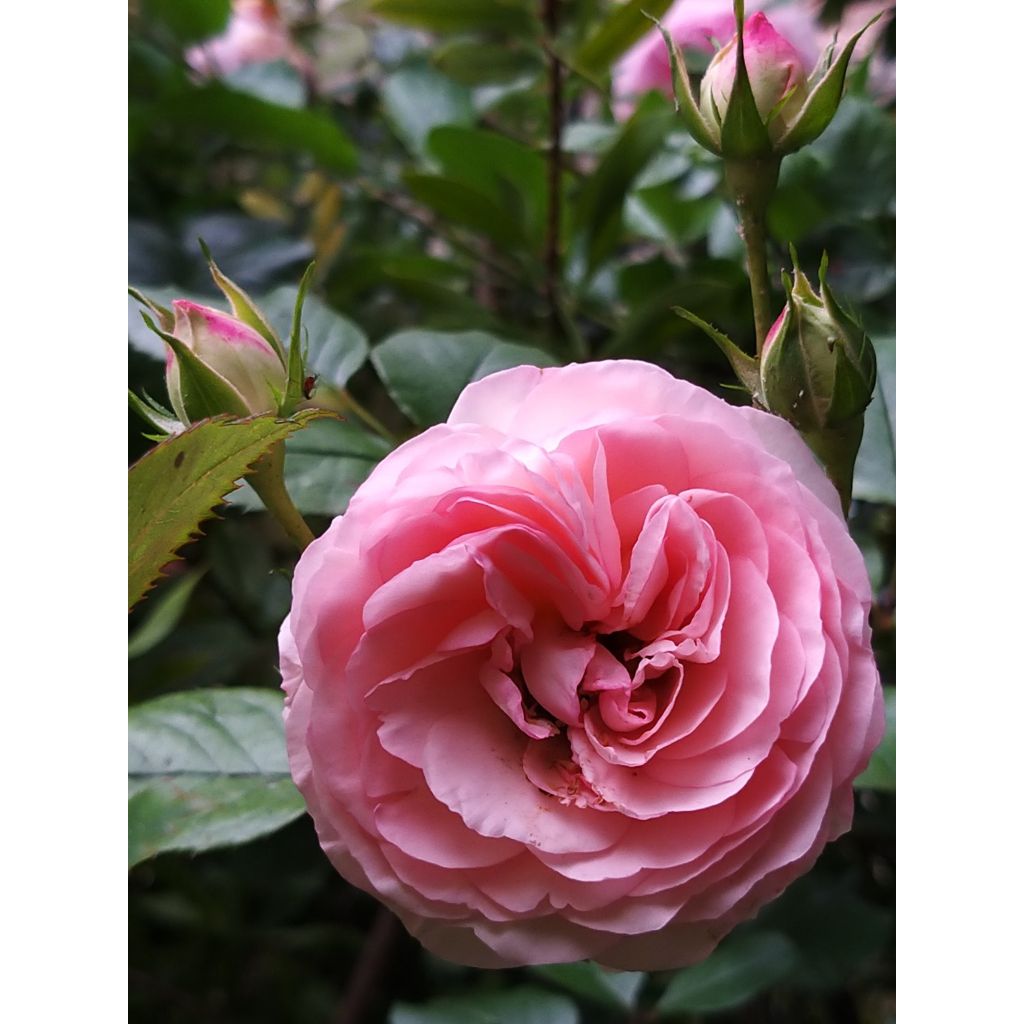 Rosier grimpant Mini Pierre de Ronsard - Mini Eden Rose