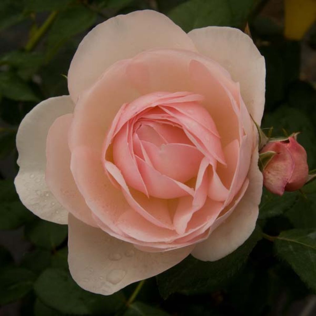 Rosier David Austin Heritage