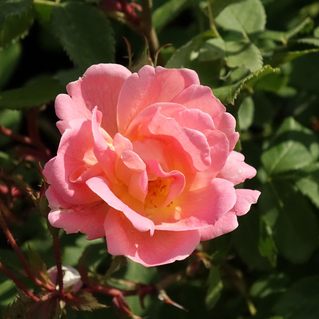 Rosier Meillandecor Pink Chantilly Meilevire