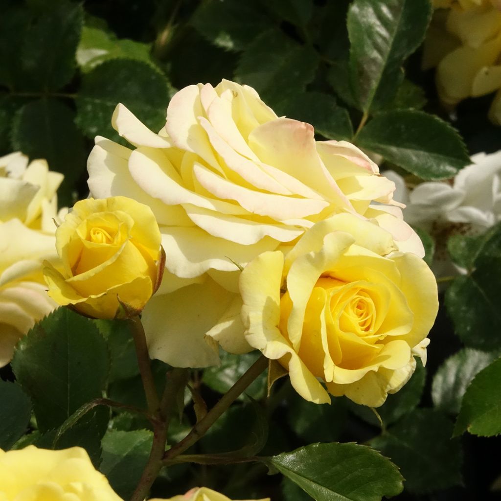 Rosier Urban Streetlight Sunmaid