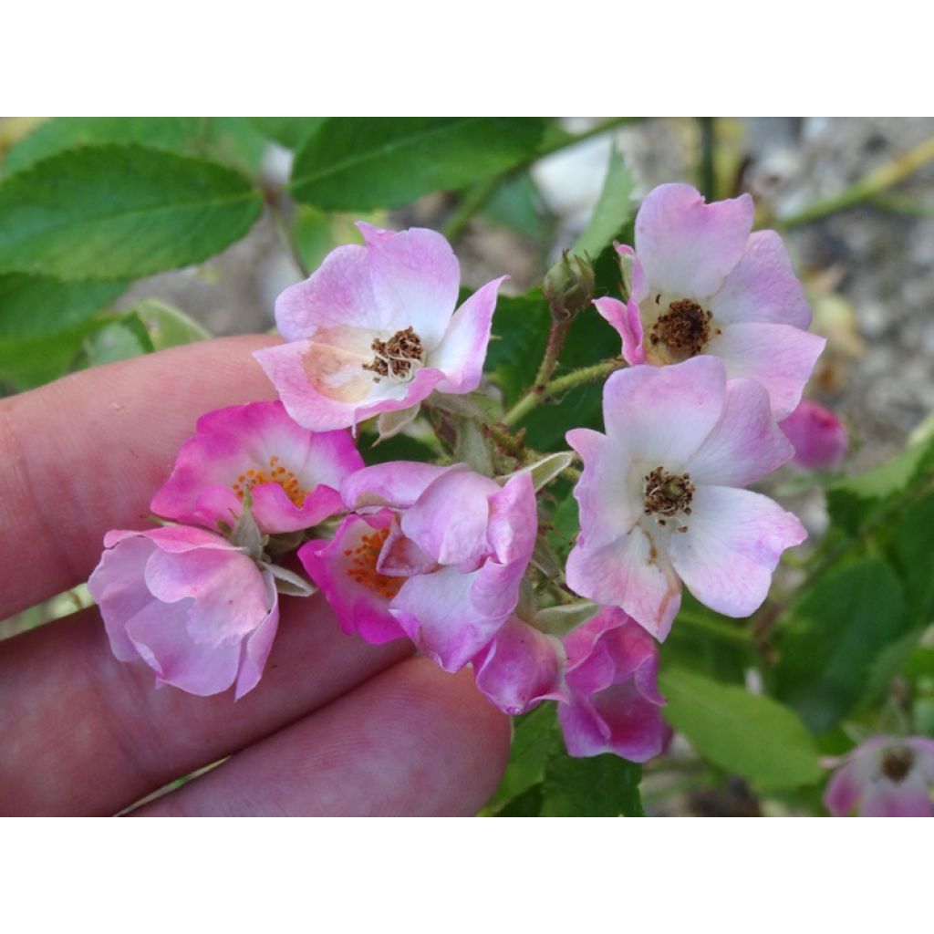 De jolies petites fleurs très féminines