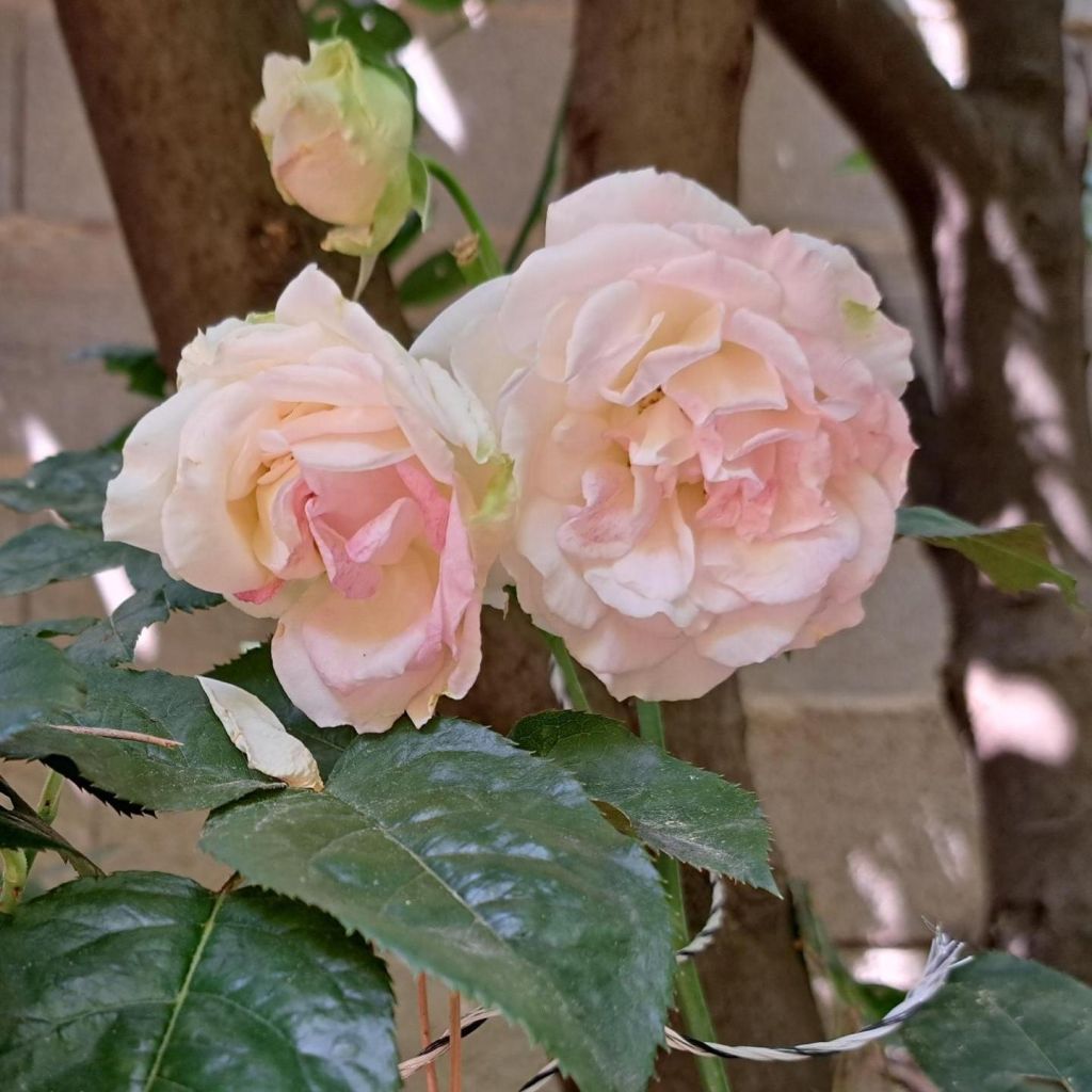 Rosier à grandes fleurs Courage