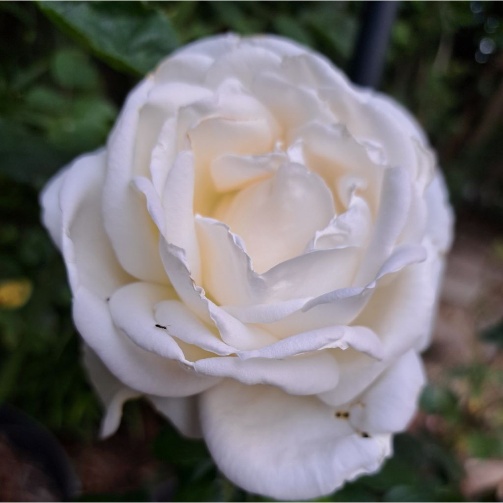 Rosier à grandes fleurs Jeanne Coeur