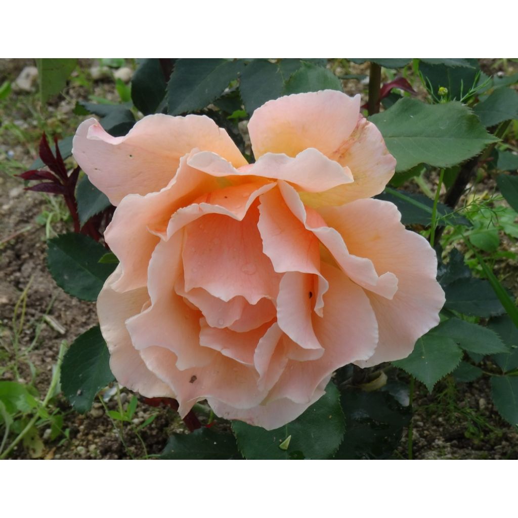 Au bout de quelques jours