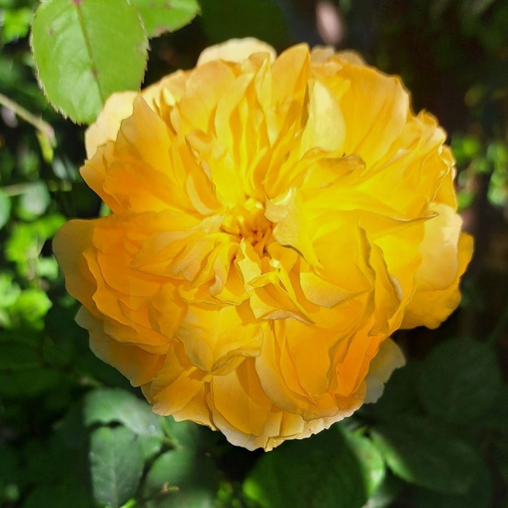 Rosier David Austin Molineux