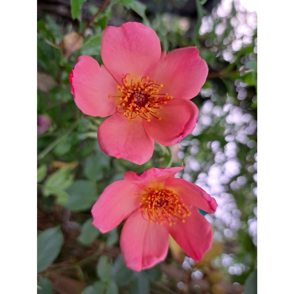 Rosier David Austin Morning Mist 