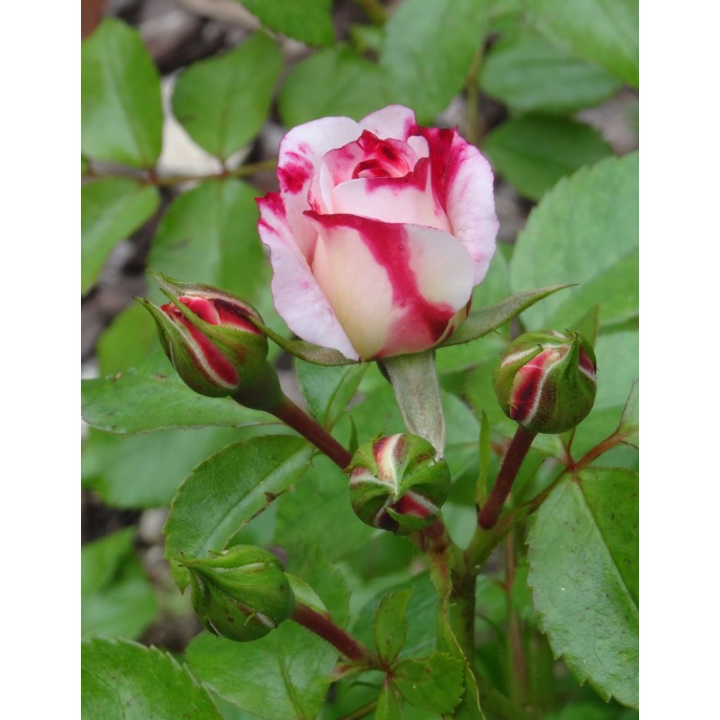 Rosier arbustif Rosenstadt Freising