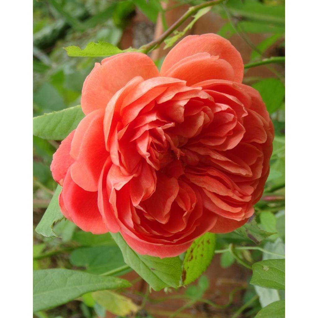 Rosier David Austin Summer Song 