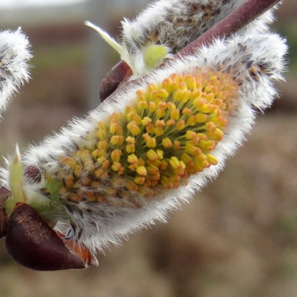 Salix caprea Gold-Bienenkätzchen - Saule marsault