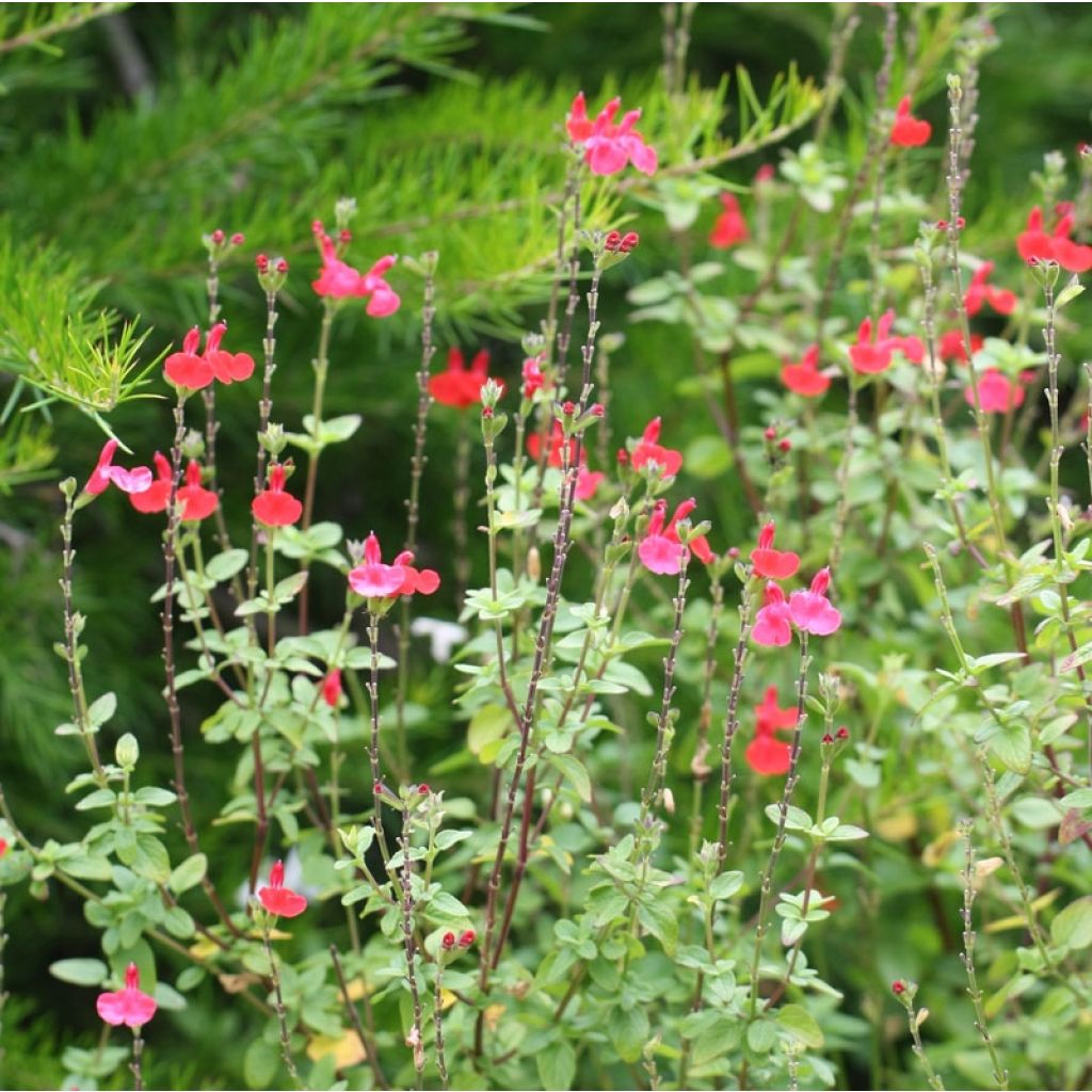 Sauge arbustive - Salvia microphylla Royal Bumble
