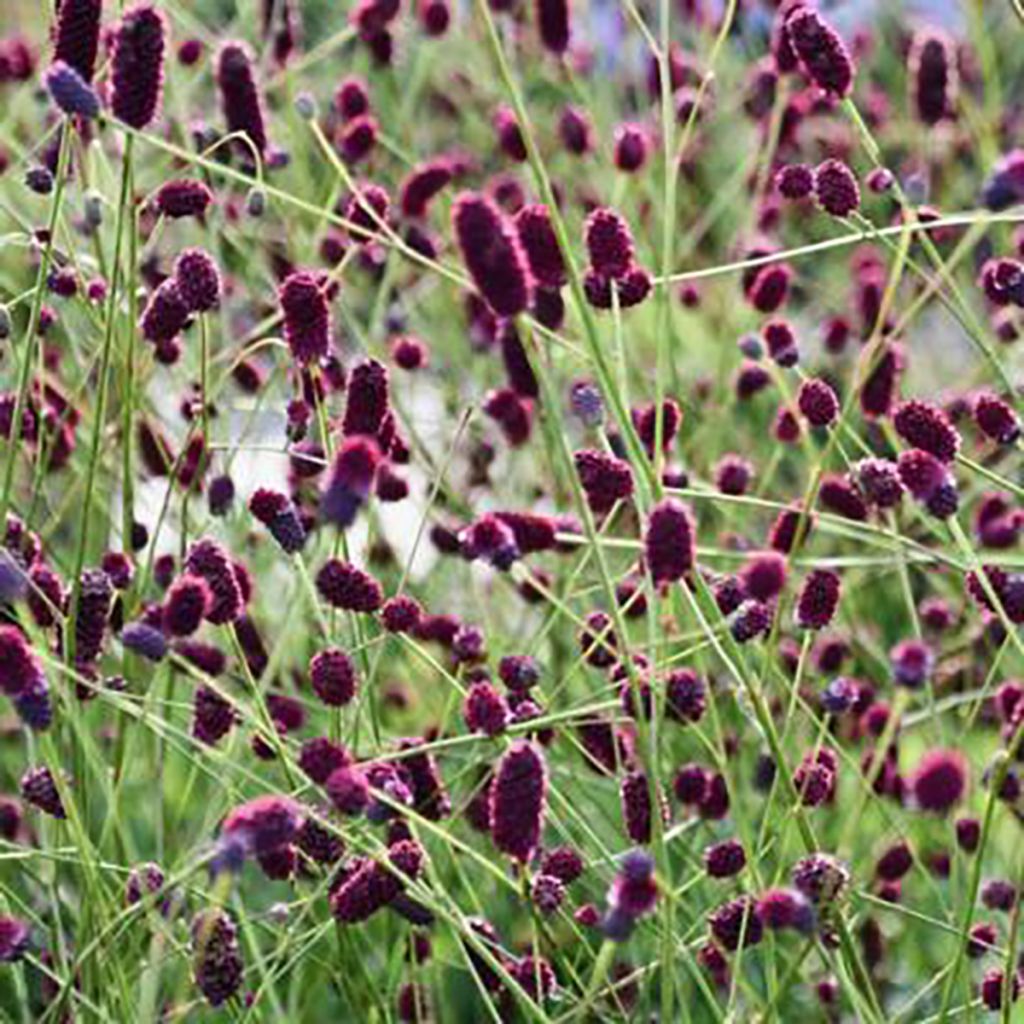 Sanguisorba Plum Drops - Pimprenelle