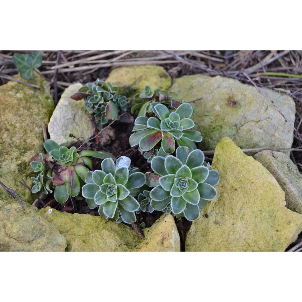 Saxifraga cotyledon Southside Seedling - Saxifrage des montagnes