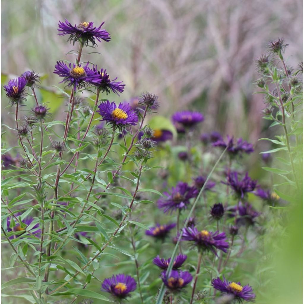 Aster novae-angliae Violetta - Aster grand d’automne