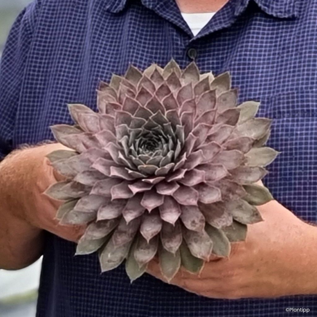 Sempervivum Chick Charms Giants Steel Appeal - Joubarbe