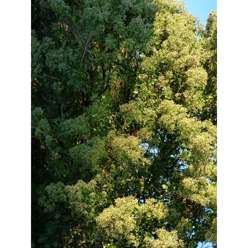 Séneçon en arbre doré - Baccharis halimifolia Baccador