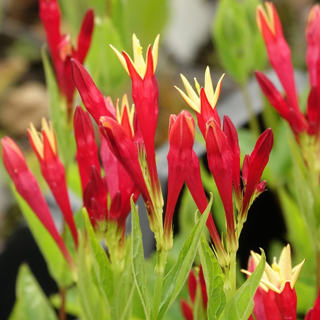 Spigelia marilandica - Spigélie du Maryland