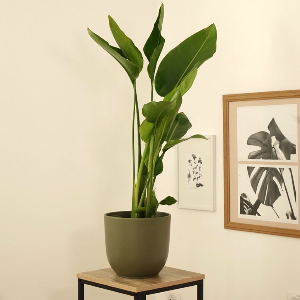 Strelitzia nicolai - Oiseau de Paradis blanc, géant 