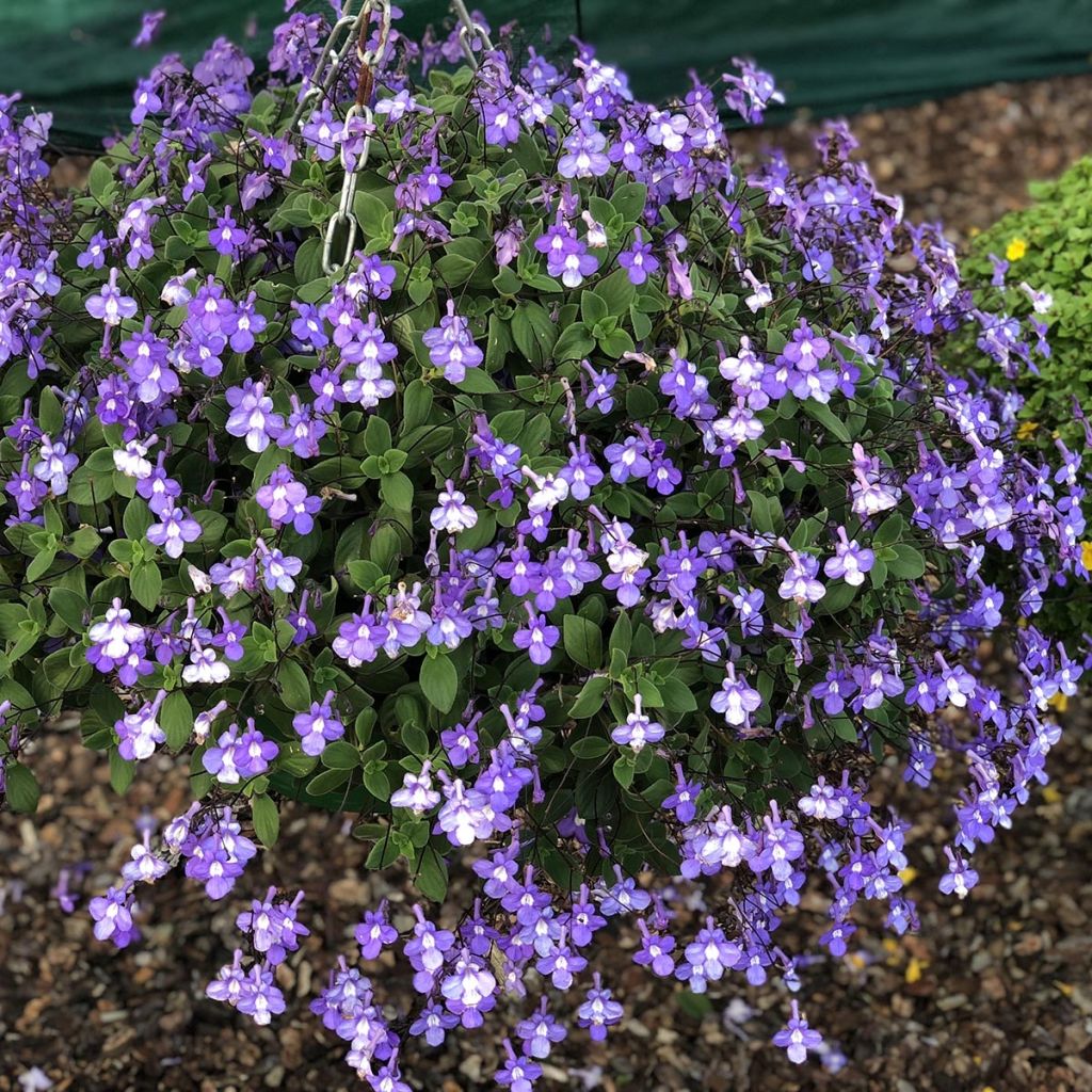 Streptocarpus pourpre - Primevère du Cap