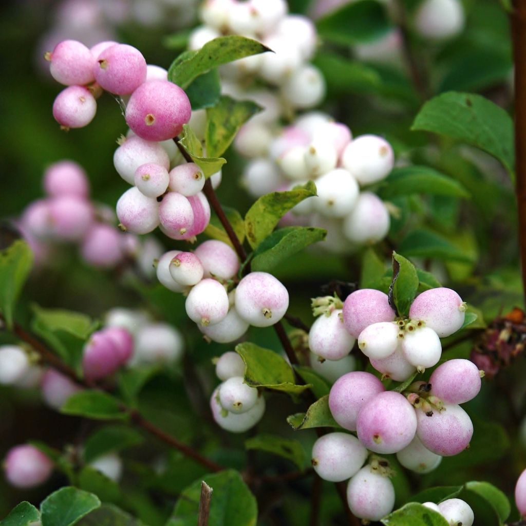 Symphorine - Symphoricarpos x doorenbosii Magical Sweet