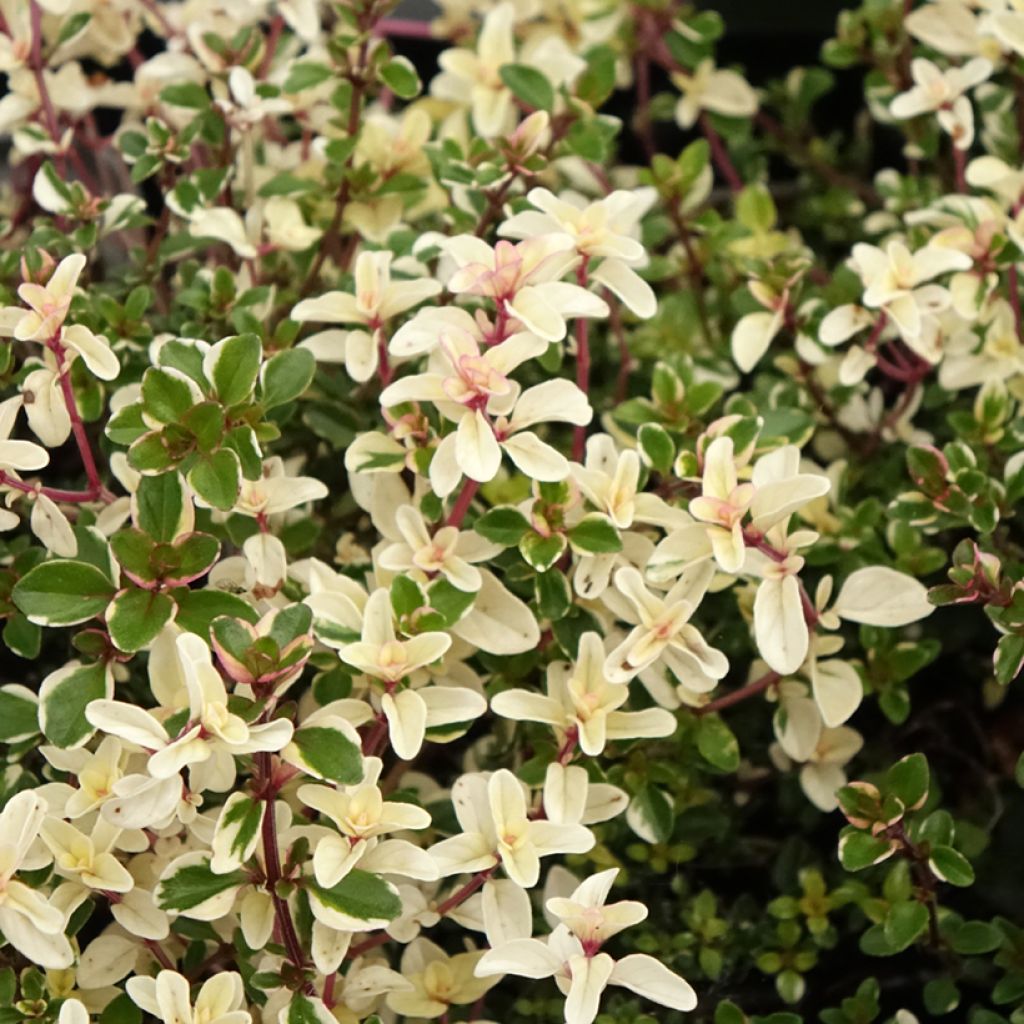 Thymus pulegioides Foxley - Thym faux pouliot