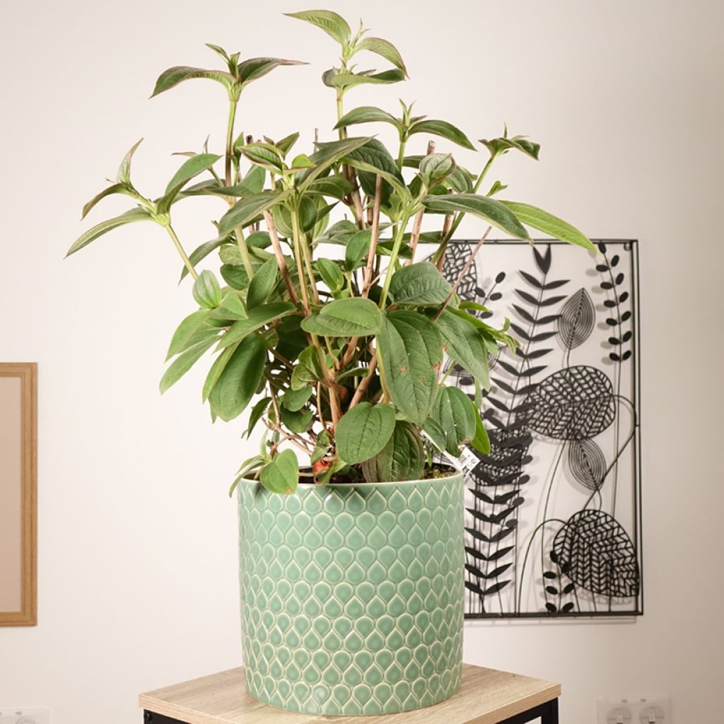 Tibouchina semidecandra - Lasiandra