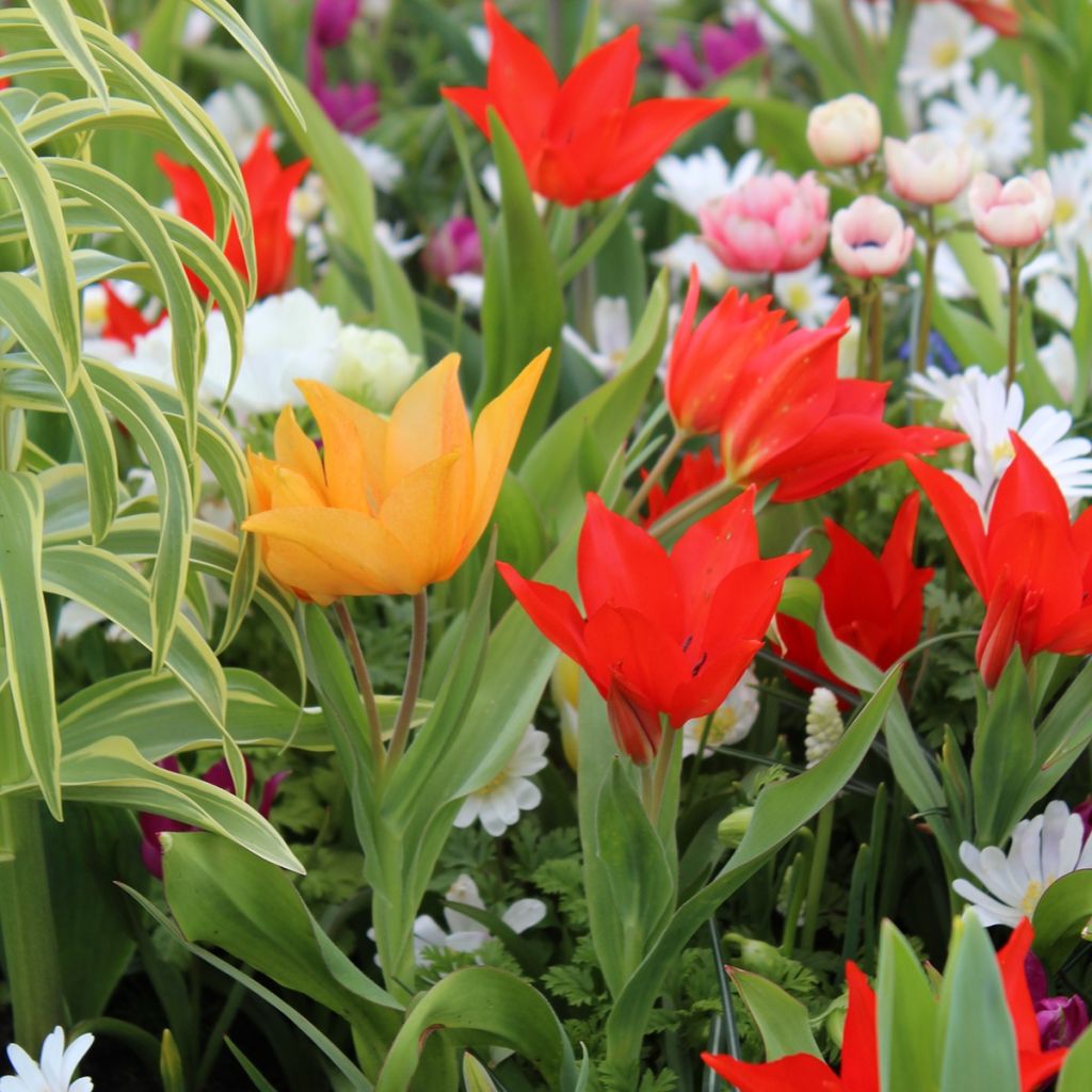 Collection 20 tulipes pluriflores