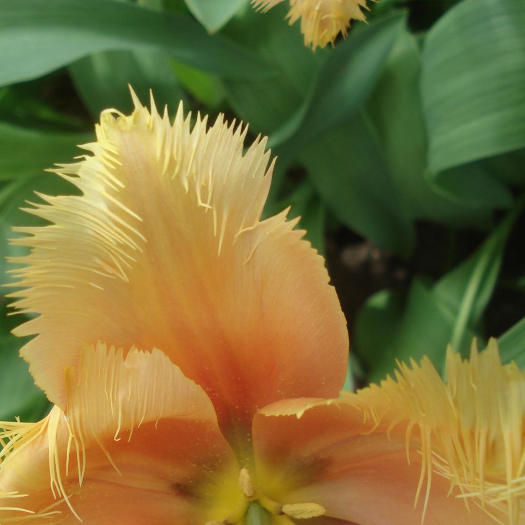 Tulipe dentelée Lambada 