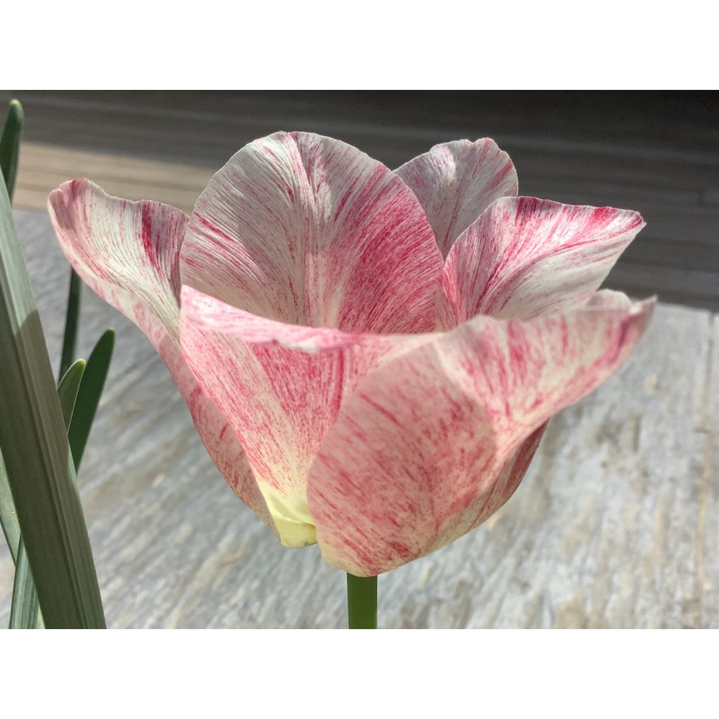 Tulipe Triomphe Hémisphère