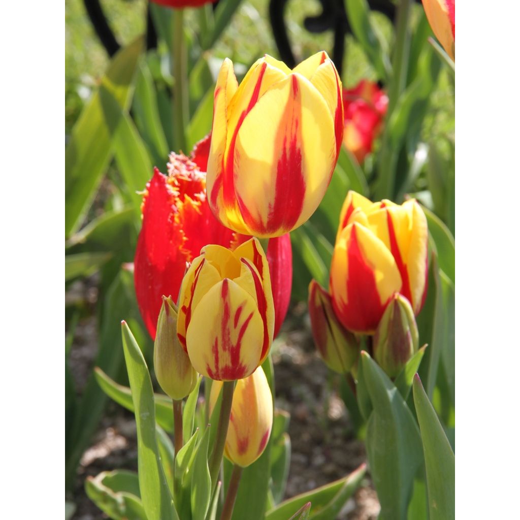 Tulipe pluriflore Colour Spectacle